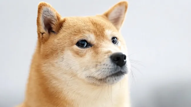 DOGE